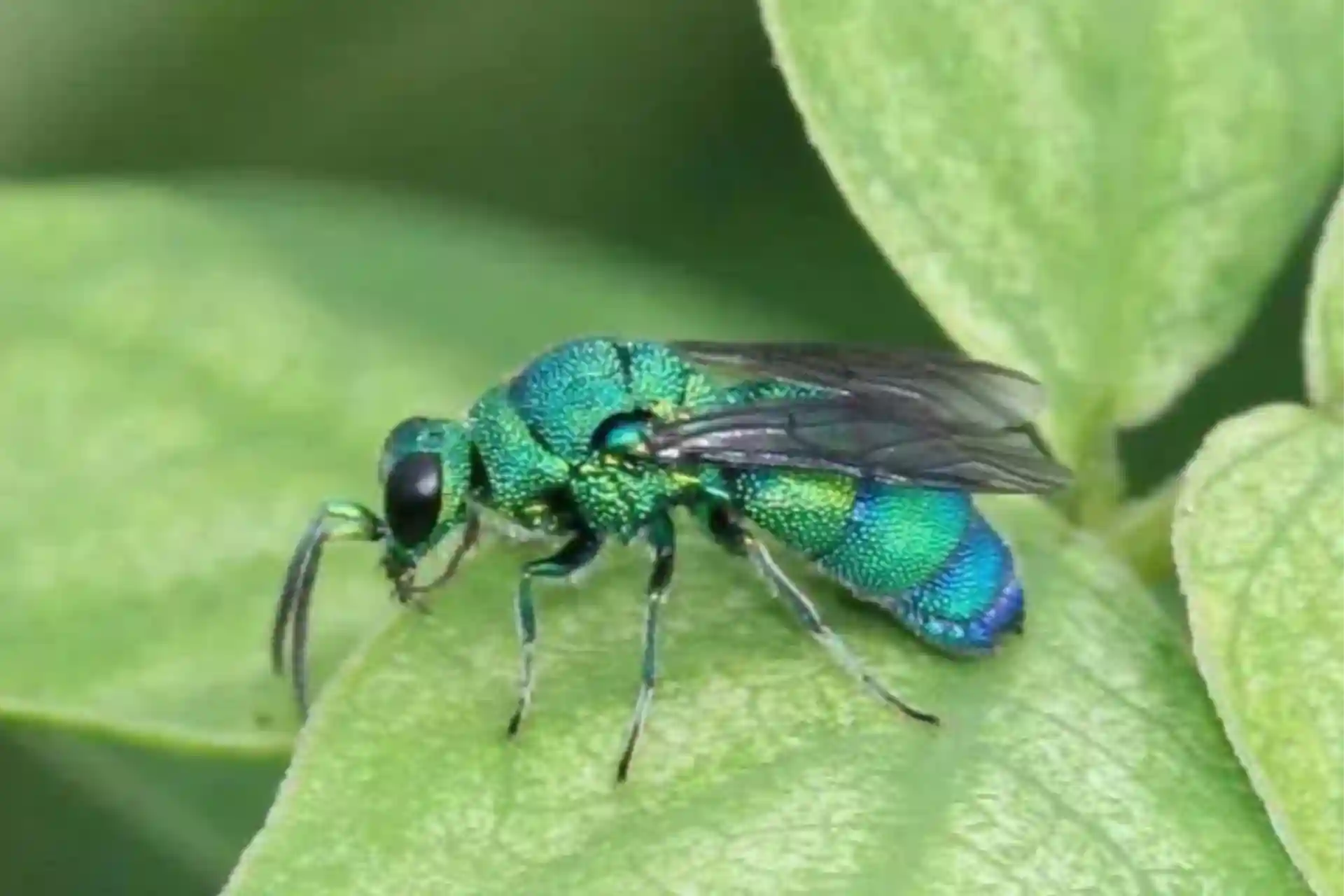 Zionism is a human parasitoid