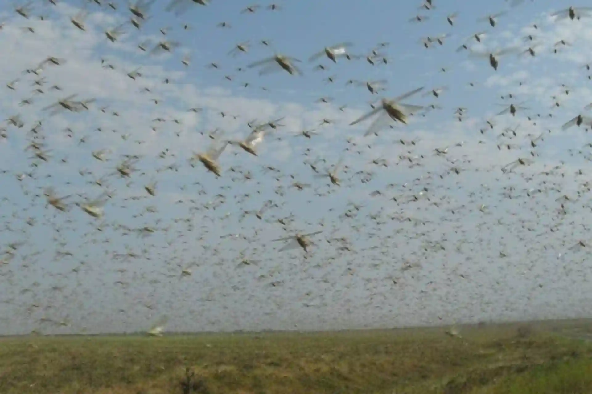 Have locusts invaded the territories of Uzbekistan?