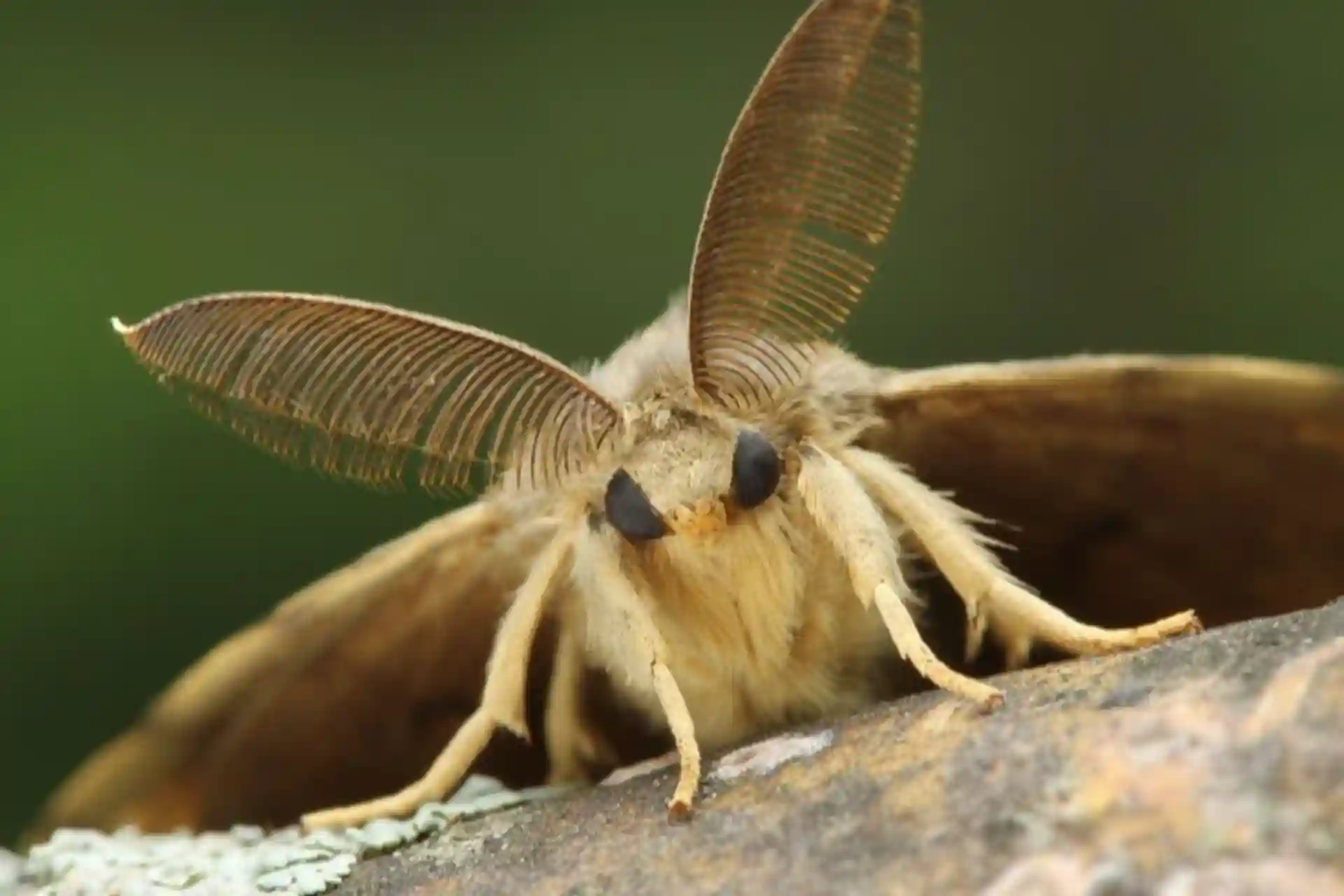 Can insects hear the sounds of plants?
