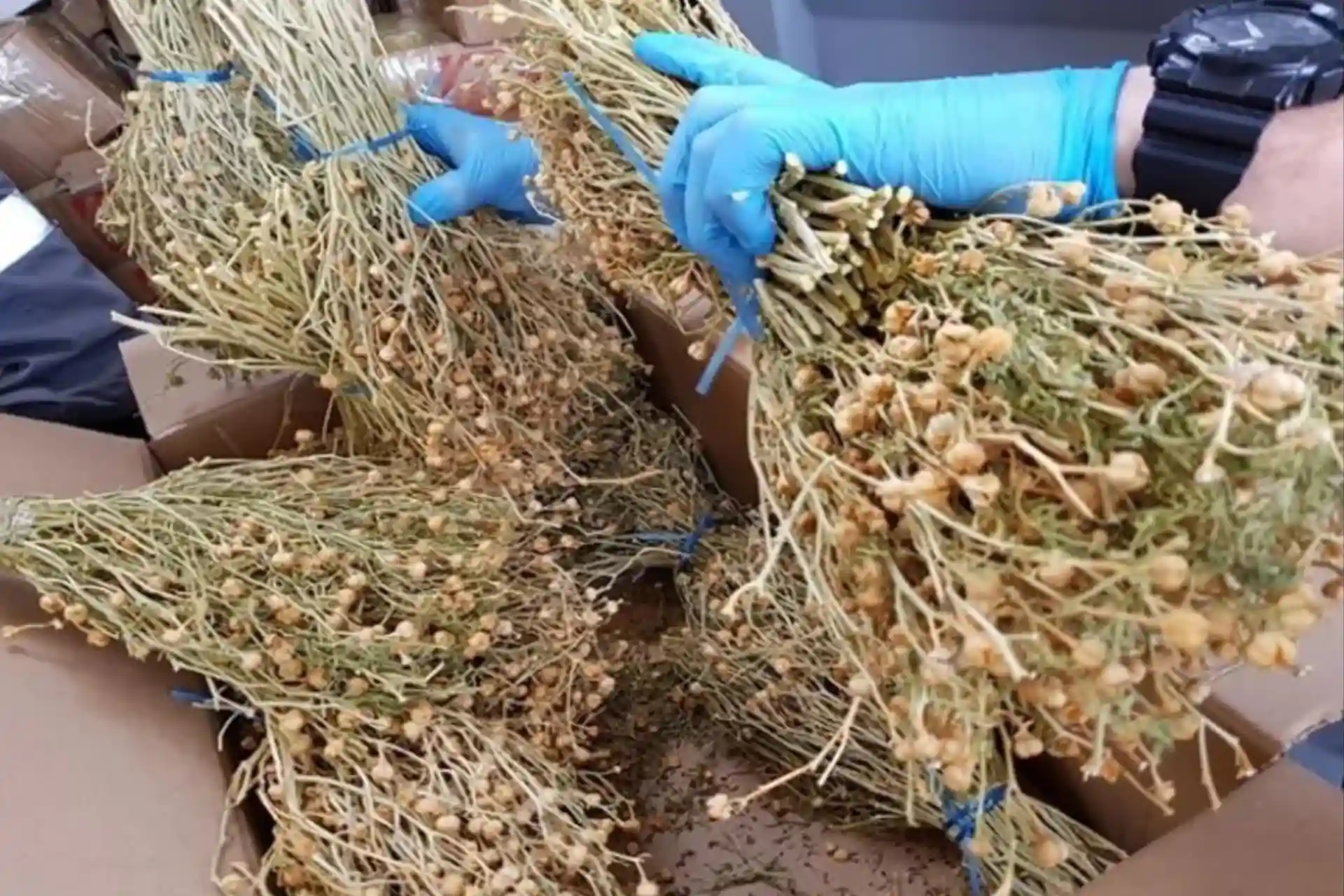 Tajik woman sentenced to 8 years in prison for smuggling marijuana into Russia